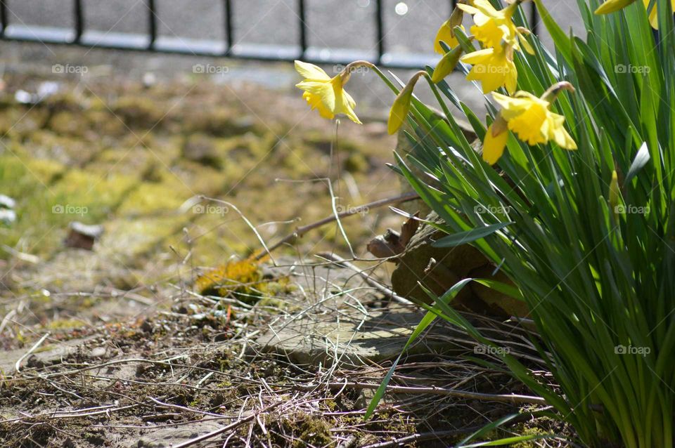 spring blossoms of yellow jonguil  or narcissus - First sign of spring in garden, Britain , UK