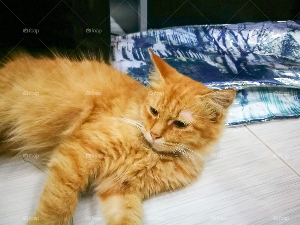 Orange cat