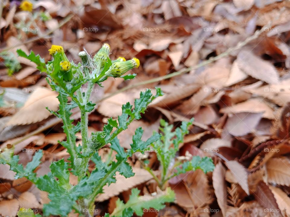 yellow flower on dry leaves in winter time