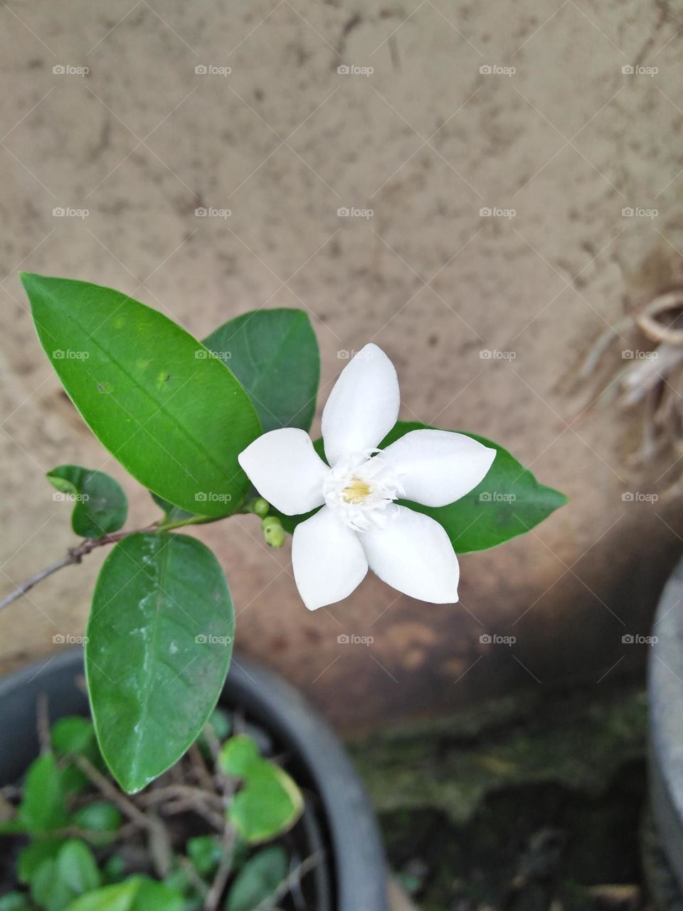 Jasmine