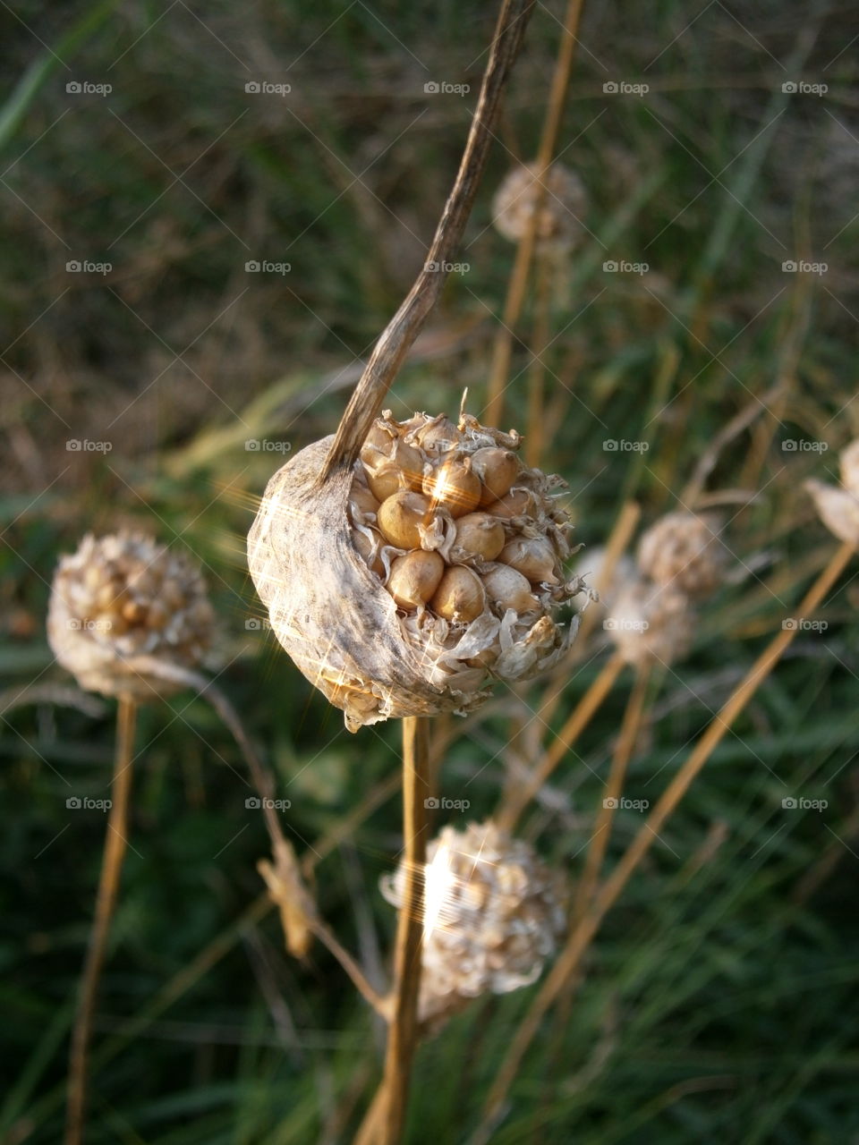 wild garlic