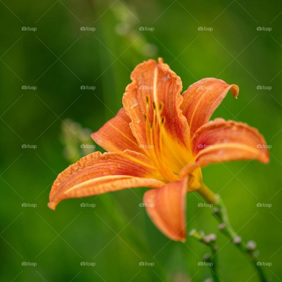 Orange flower