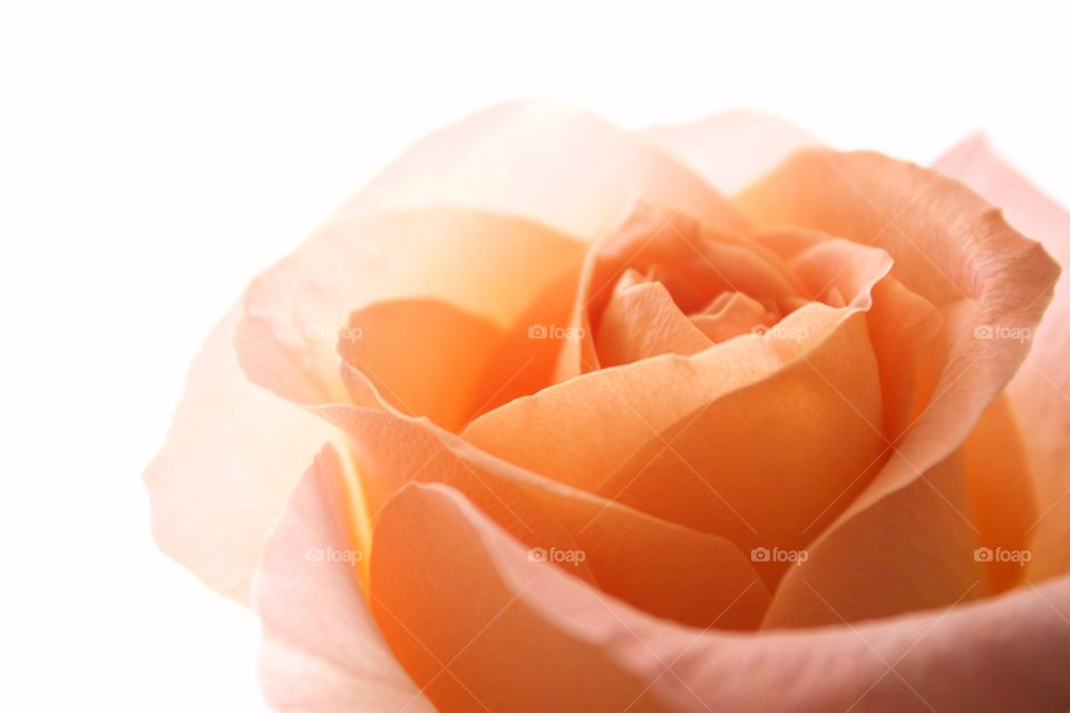 Backlit closeup of a peach-colored rose in natural light against a bright white background