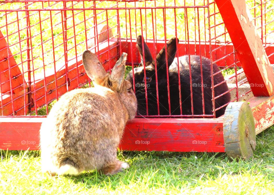 Easter bunnies kisses