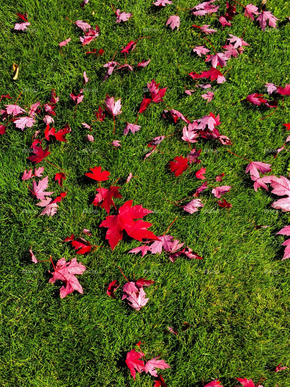 Fallen red leaves