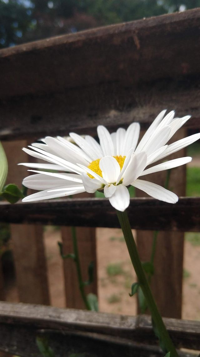margarida