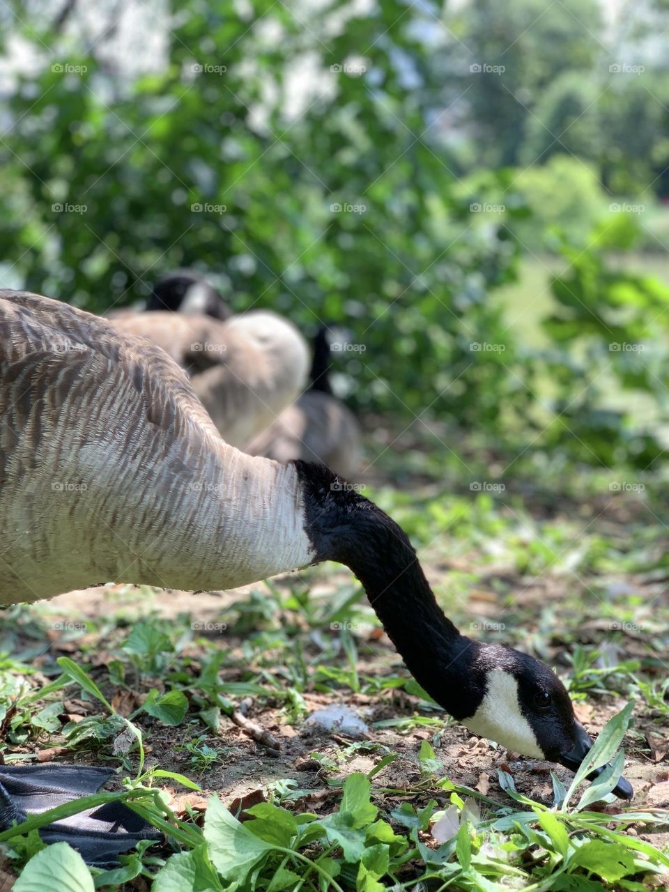 The ducks searching for food