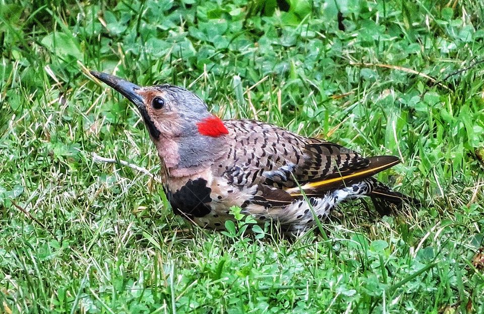 Spotted this morning Northern Flicker