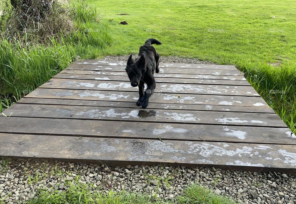 Dog running across wooden bridge