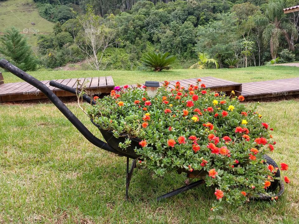 flores no carrinho de mão