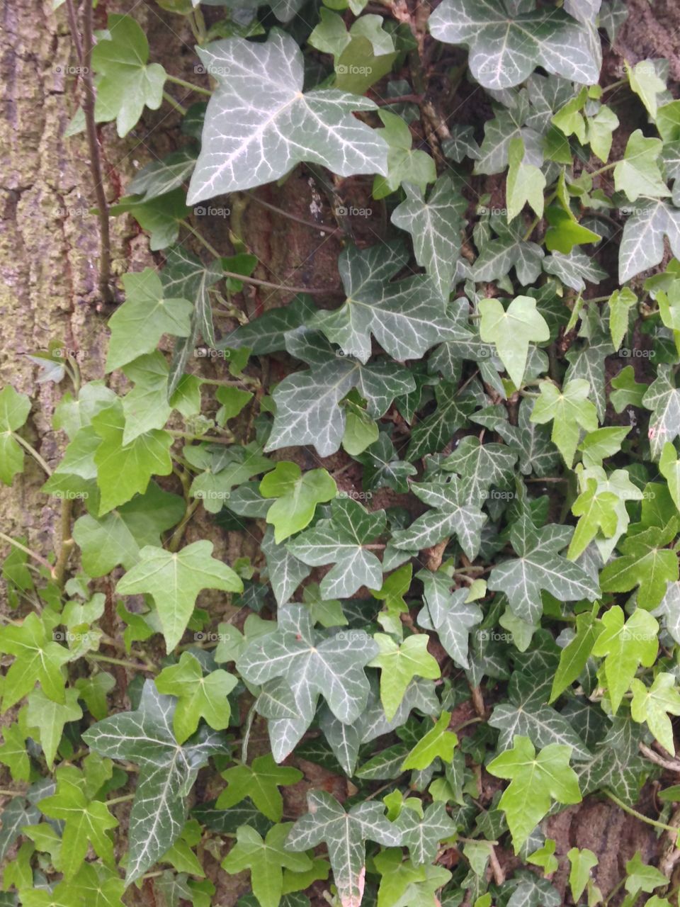 Ivy