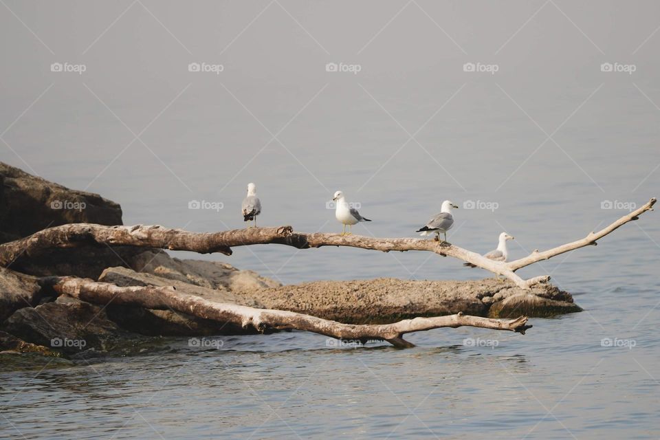 birds in a row socializing