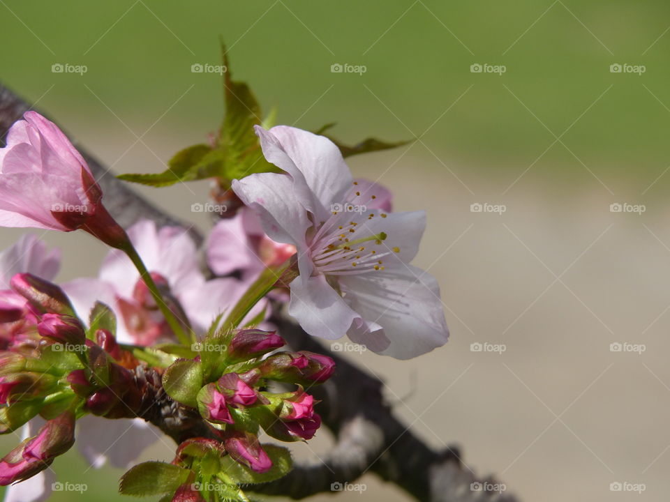Cherry blossom close up