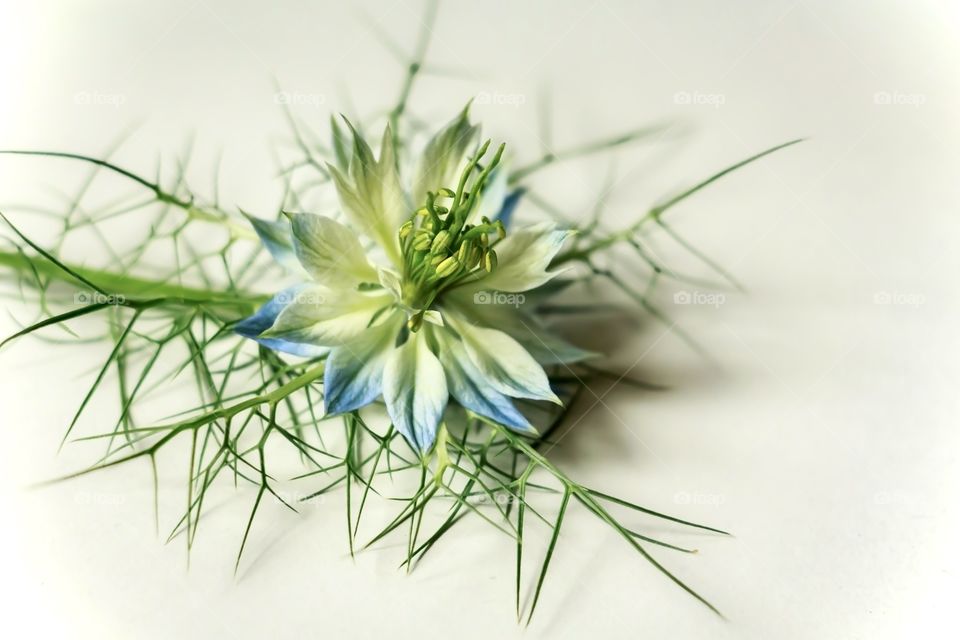 Beautiful Nigella Damascene flower on white background
