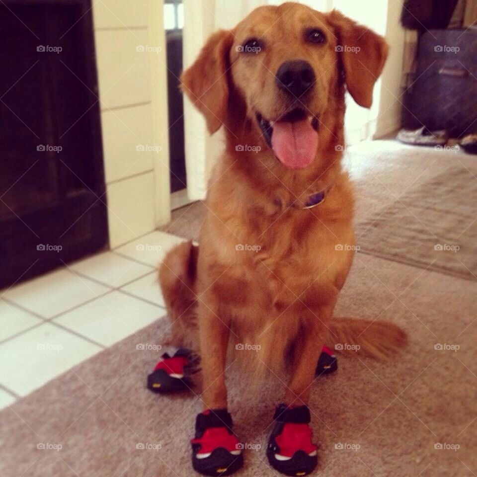 Dog shoes