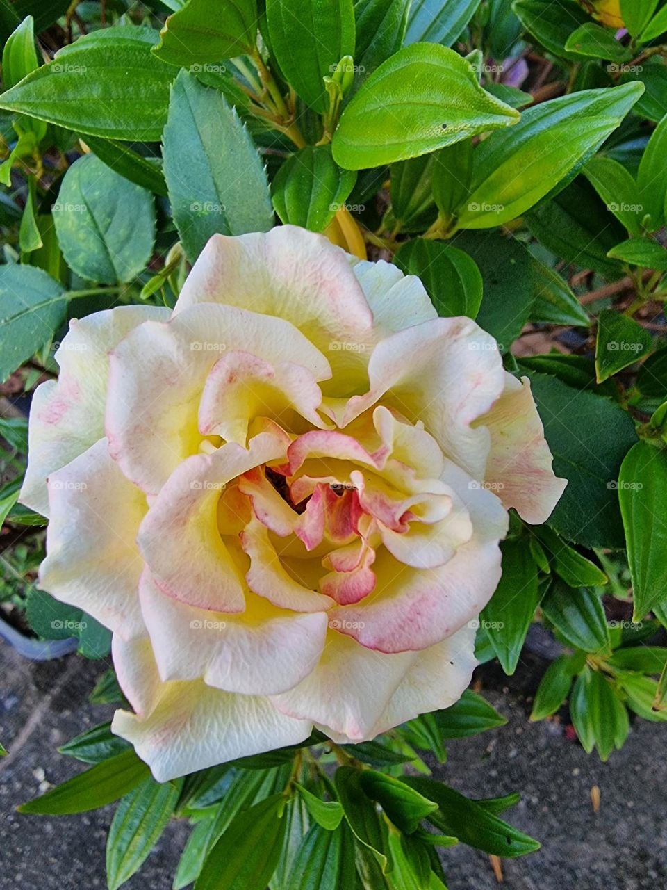 a beautiful rose