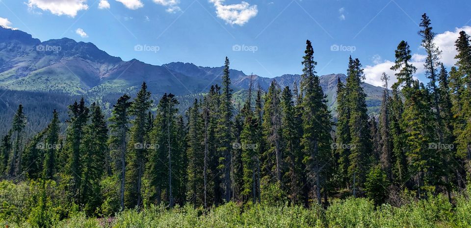 Lush forest and mountains ⛰️