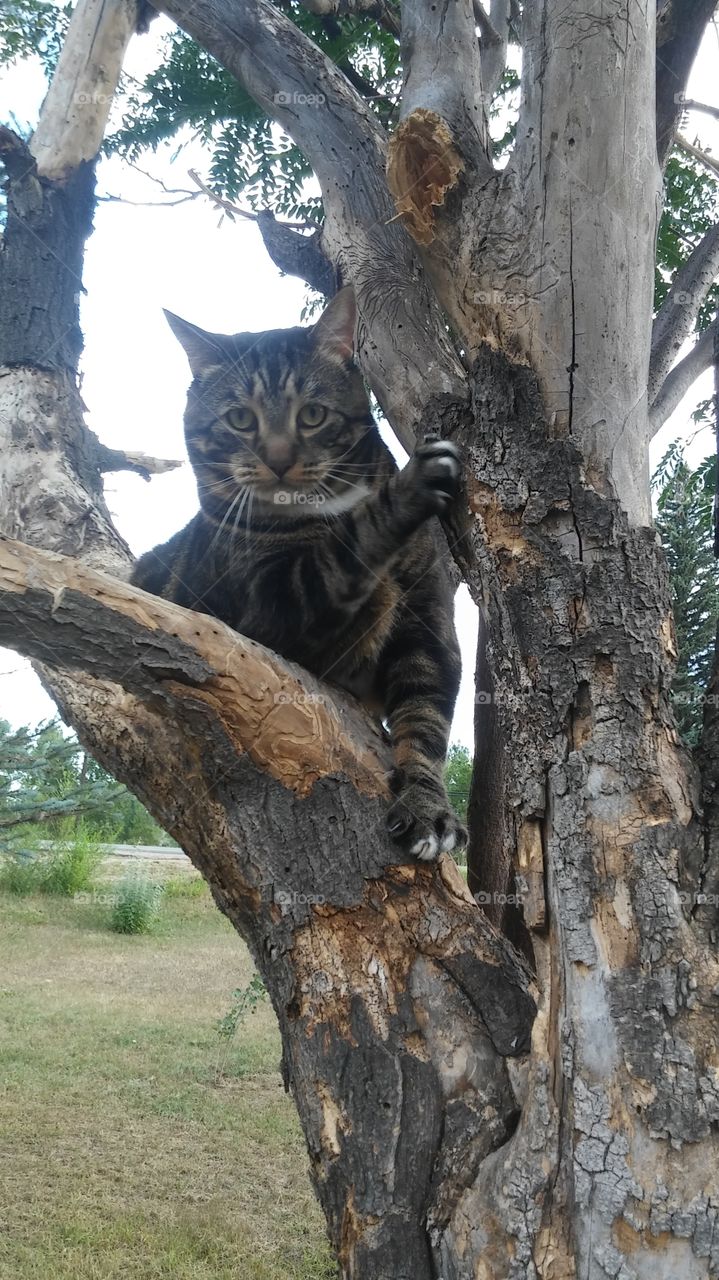 Marley in tree