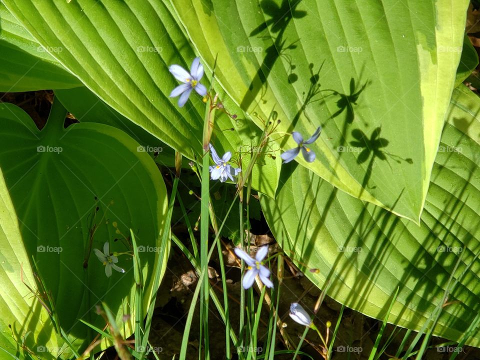 Blue flowers