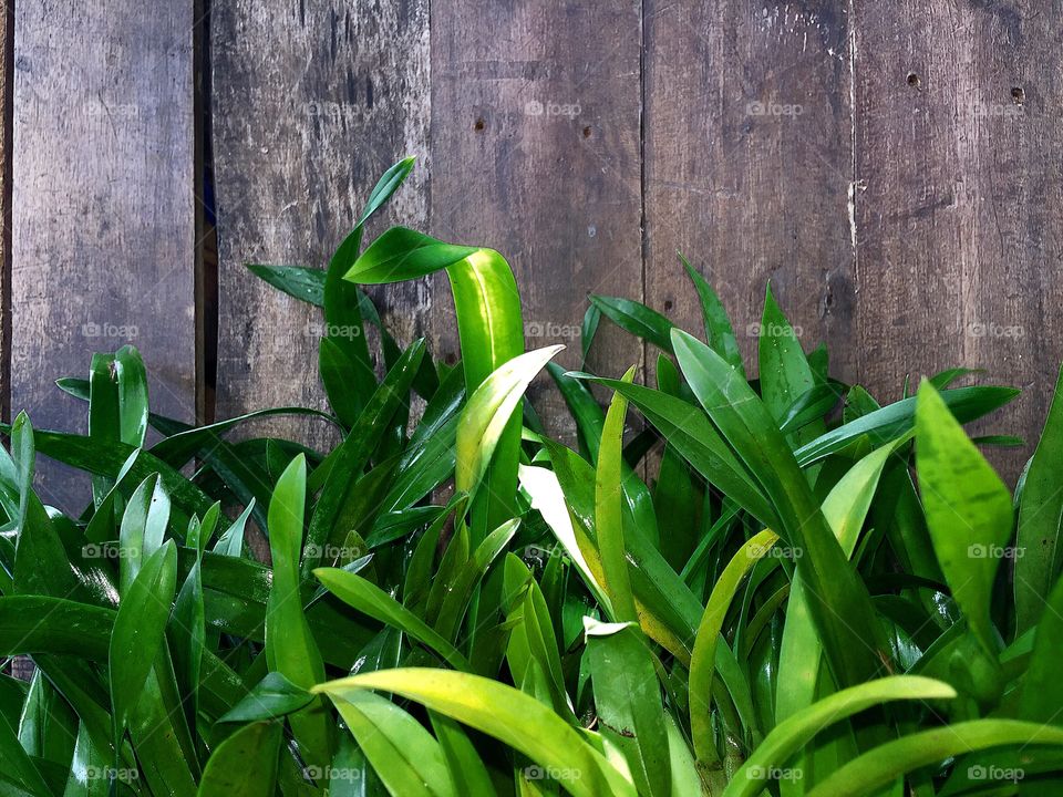 Wooden wall behind green leave