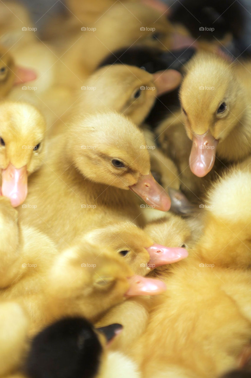 A pile of ducklings.