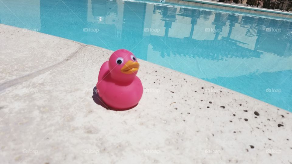 Pink duck