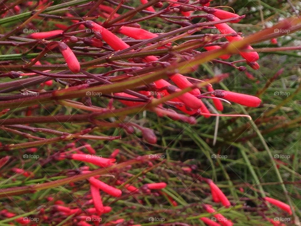 Red hedge