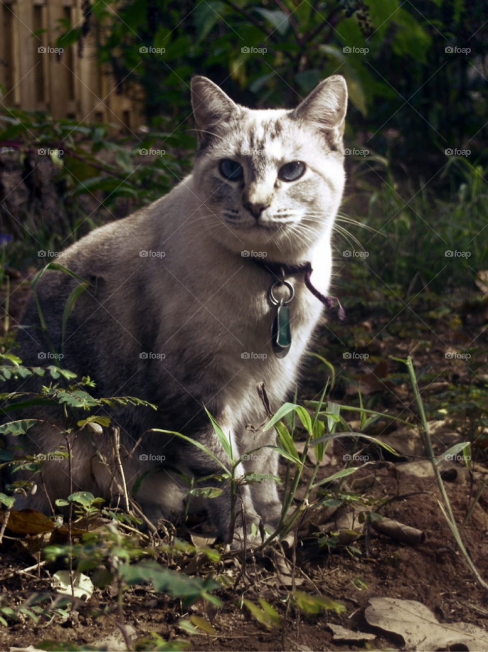 fence cat kitty outside by Amy