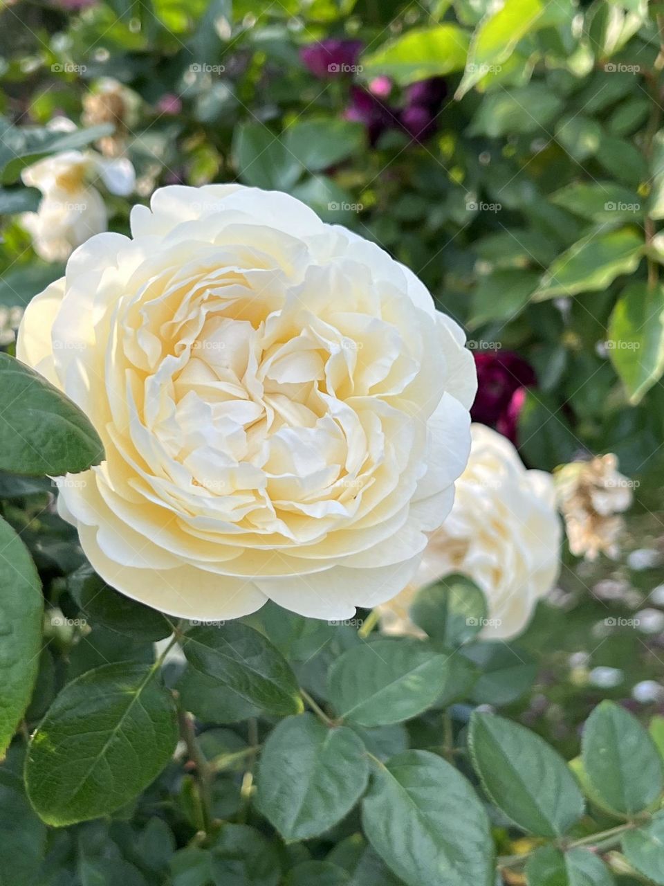 White roses in Yuanshan Flower Expo Park