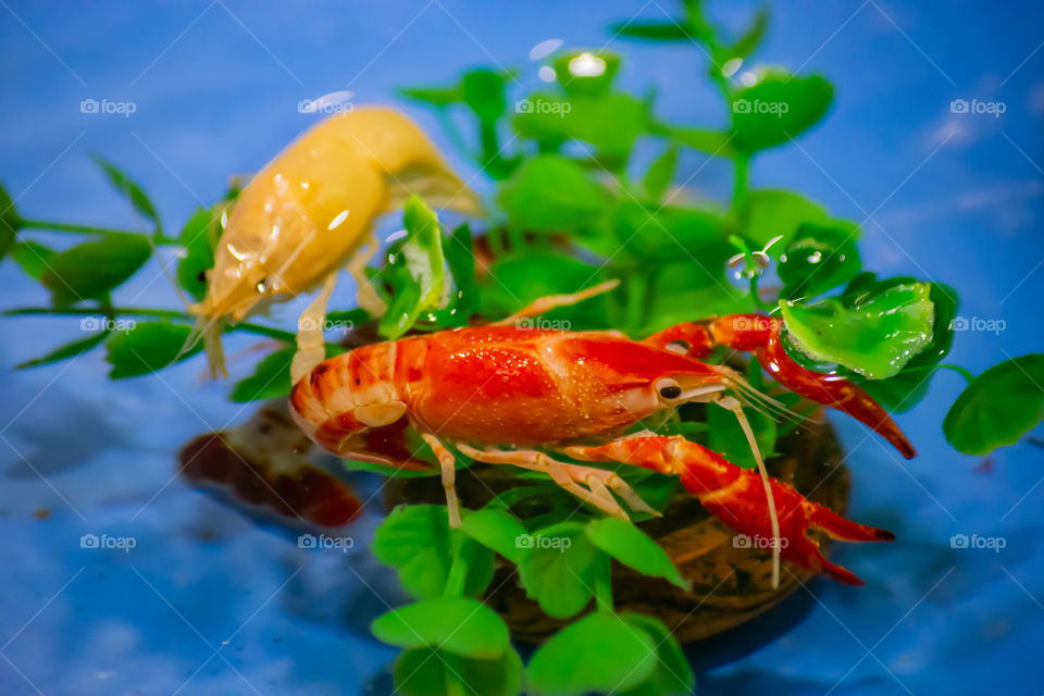 Shrimp,  Red crayfish on a lotus leaf in the pond.