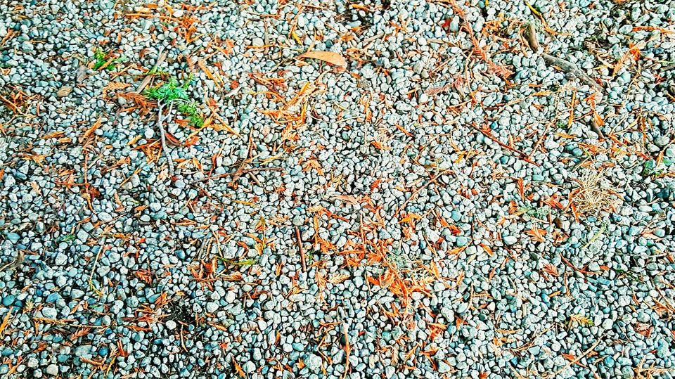 Single tiny plant within pebbles.