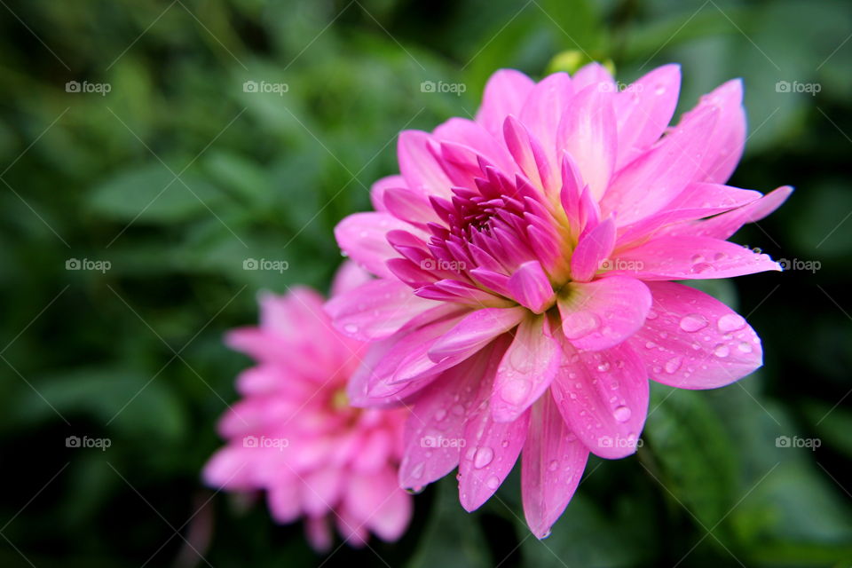Beautiful intensive pink flower