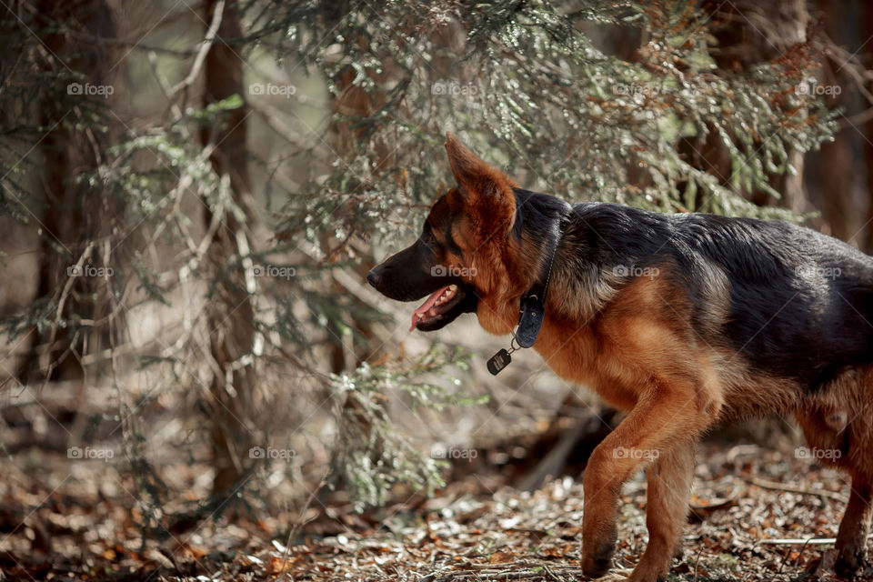 German shepherd 7-th months old puppy in a spring forest at sunny day