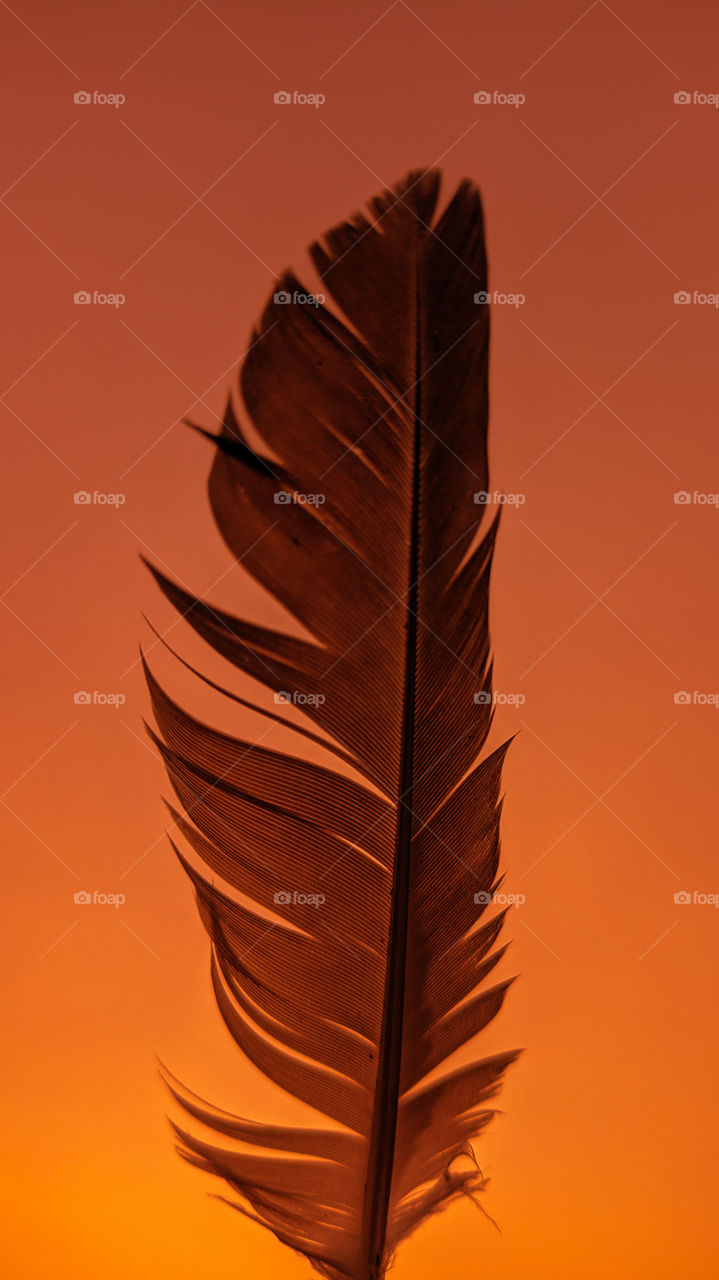 Dark feather- Picture has been captured using mobile- Realme 6i and colour graded Adobe Lightroom application.
Location- Mumbai, India.