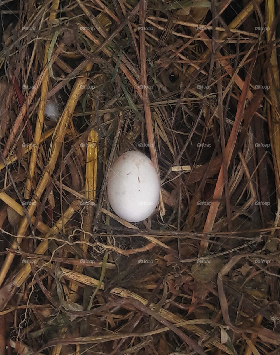 pigeon egg