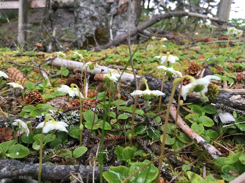 Shy Maiden, Kodiak, Alaska 