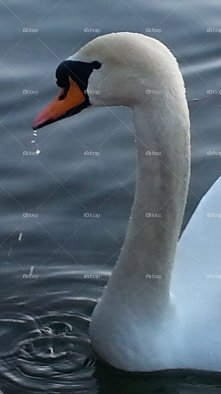 A White Swan