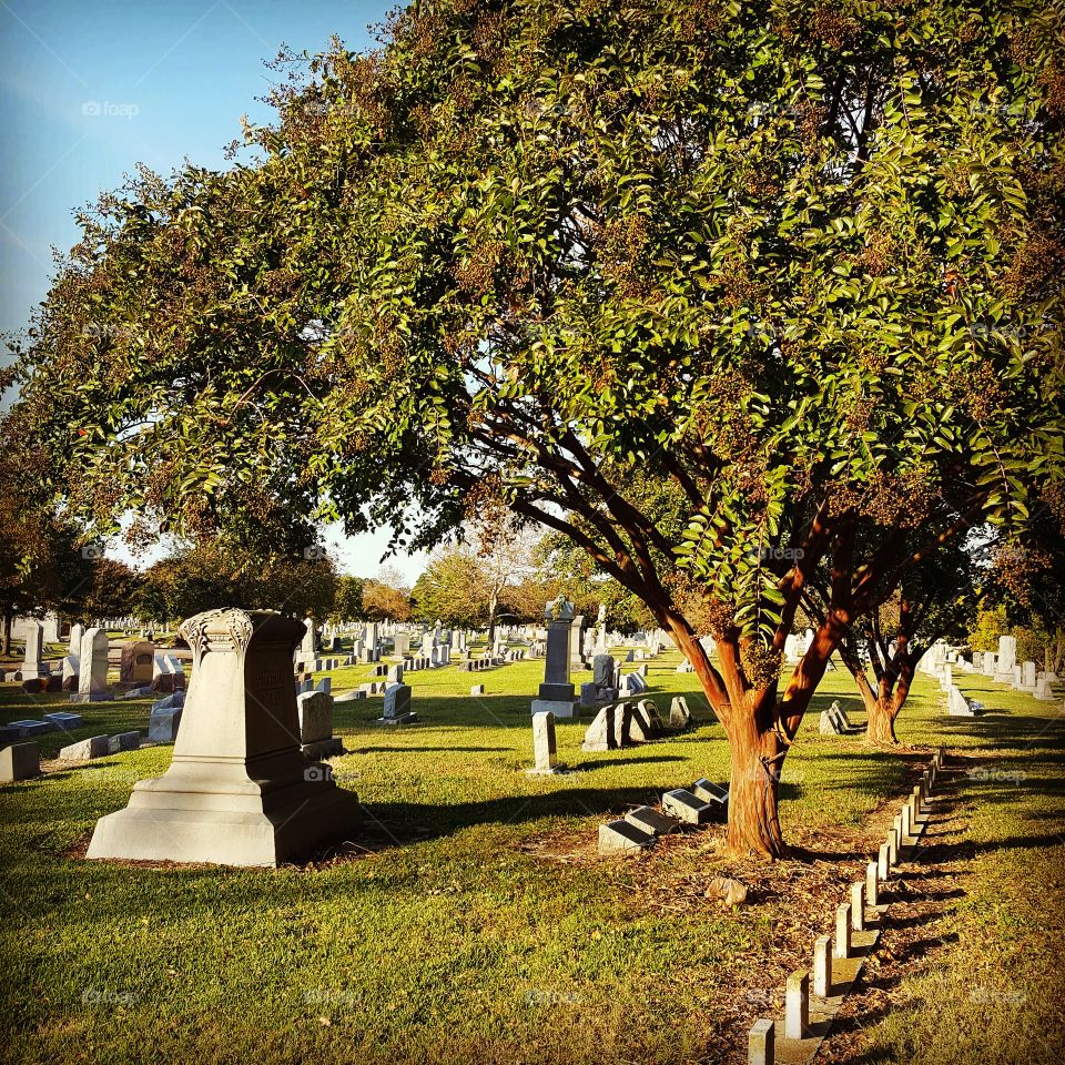 tree in a graveyard