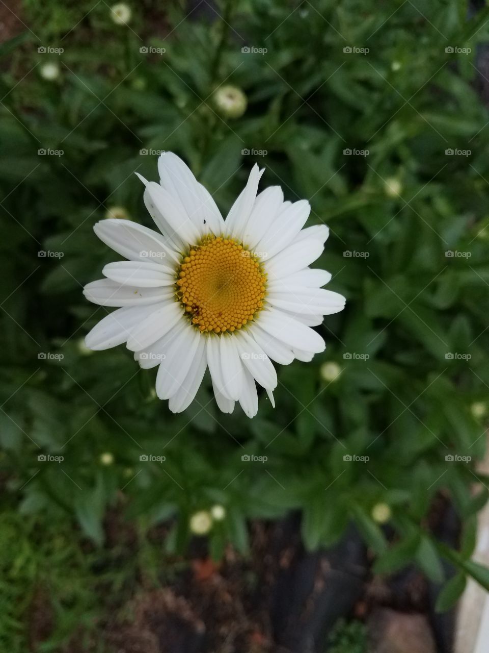 shasta daisy bloom