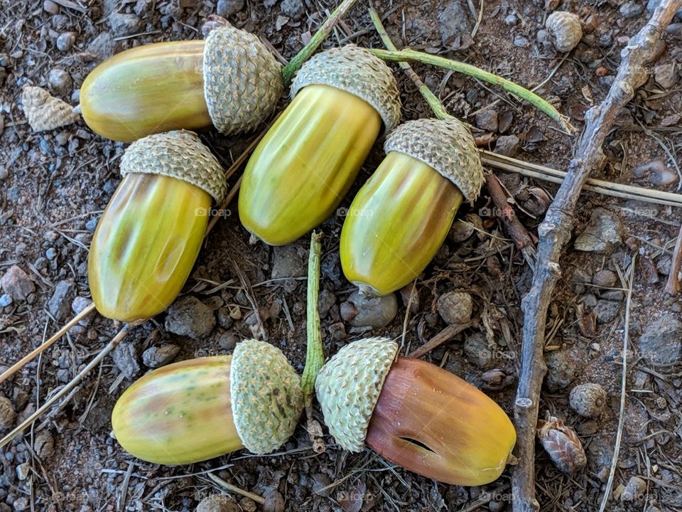 close-up of odd-looking acorns