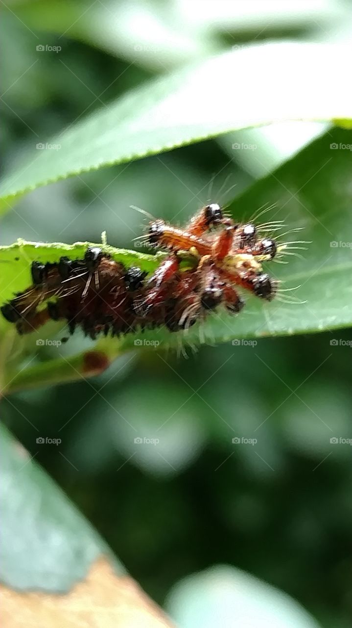 Insect, Nature, Leaf, Garden, Caterpillar