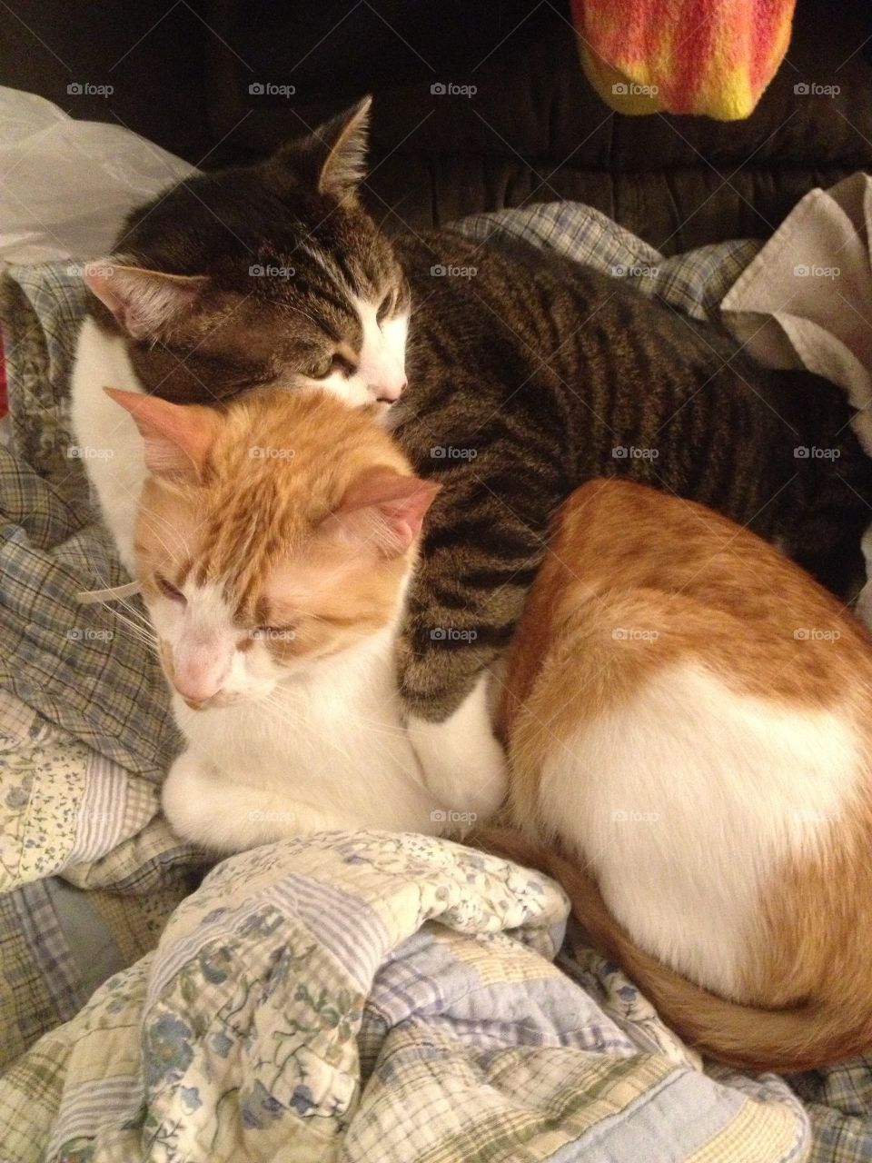 Kitty Cuddle Time.