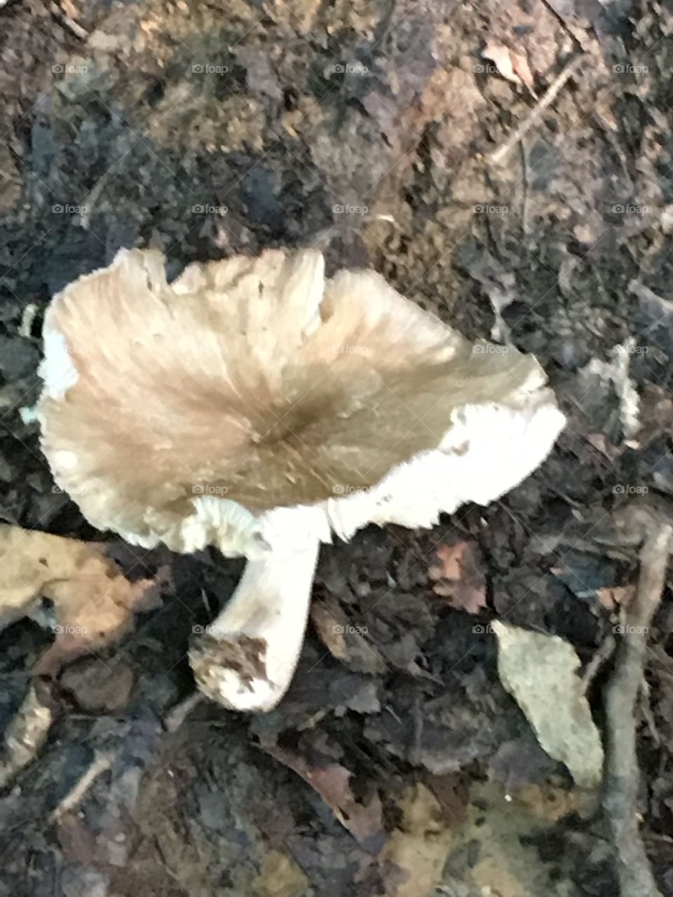 Fungus, Nature, Mushroom, No Person, Ground