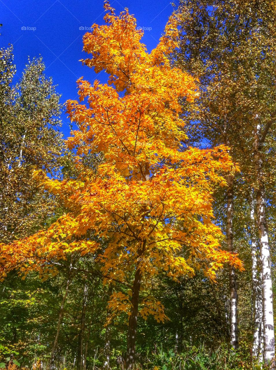 Fall . Pretty yellow tree 