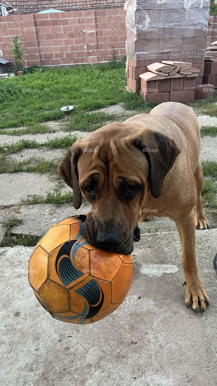 Try to steal this ball I double dare you