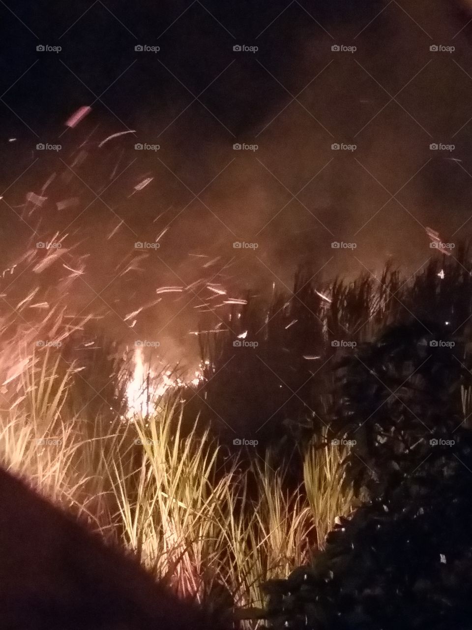 Burnt in the sugarcane field.  Ipojuca, Pernambuco, Brazil.