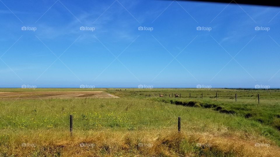 new Zealand grasslands