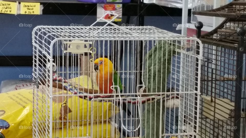 Yellow parrot