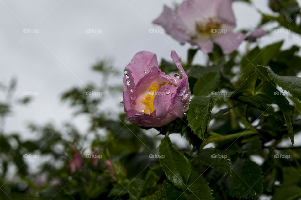 Raindrops on a wild rose flower