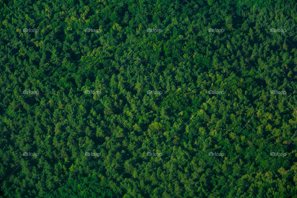 Forest. Arial view